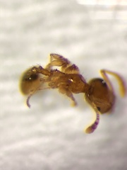 Pheidole tysoni