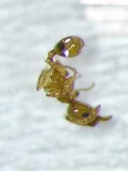 Pheidole tysoni