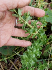 Frankenia salina