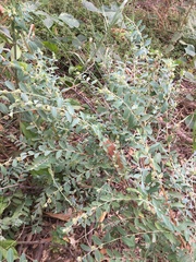 Phyllanthus fuernrohrii