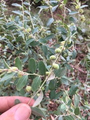 Phyllanthus fuernrohrii