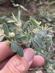 Phyllanthus fuernrohrii