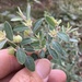 Sand Spurge - Photo (c) Geoffrey Sinclair, some rights reserved (CC BY-NC), uploaded by Geoffrey Sinclair