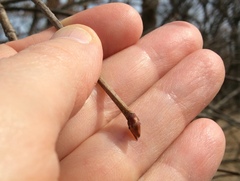 Viburnum rafinesqueanum