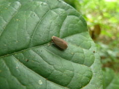 Auchenorrhyncha