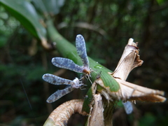 Derbidae