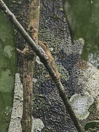 Brown-eared Anole