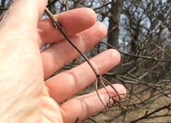 Viburnum rafinesqueanum