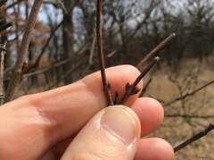 Viburnum rafinesqueanum