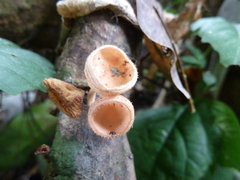 Fungi