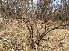 Viburnum rafinesqueanum