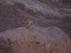 Melanodera xanthogramma