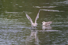 Larus argentatus