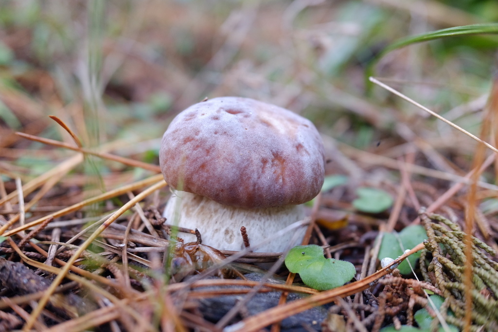 Boletus edulis · April 2026 · photo: © stinkopotamus (iNaturalist, cc-by)