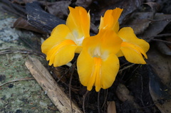 Curcuma xanthella