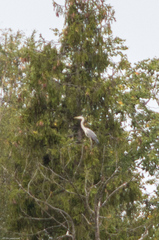 Ardea cinerea