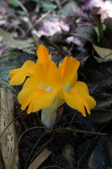 Curcuma xanthella