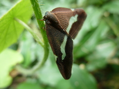 Auchenorrhyncha