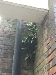 Asplenium scolopendrium