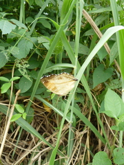Junonia terea terea
