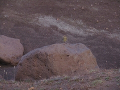 Melanodera xanthogramma