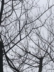 Melanerpes carolinus