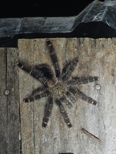 Yellow-banded Pinktoe Tarantula