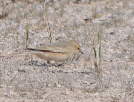 Common Miner (Geositta cunicularia), photo 2
