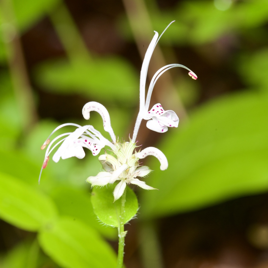 Monarda russeliana; photograph (c) Joshua Ebright, some rights reserved (CC BY)