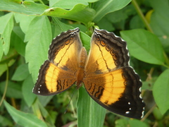 Junonia terea terea