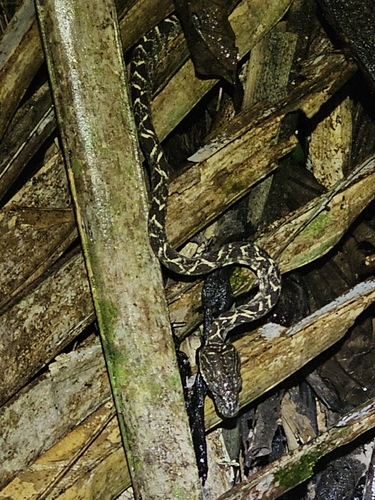 Garden Tree Boa