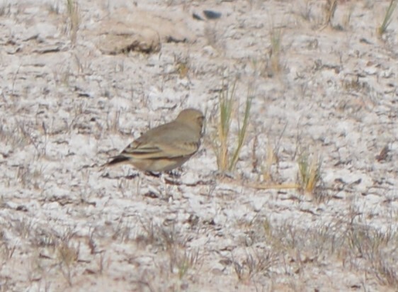 Common Miner (Geositta cunicularia), photo 3