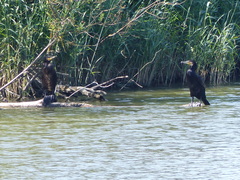 Phalacrocorax carbo