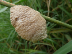 Mantodea