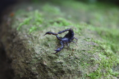 Euscorpius