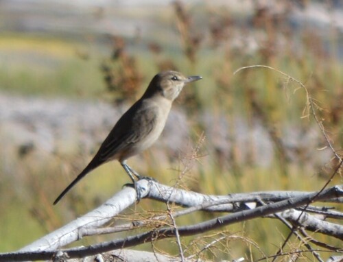 Grey-bellied Shrike-Tyrant (Agriornis micropterus), photo 7