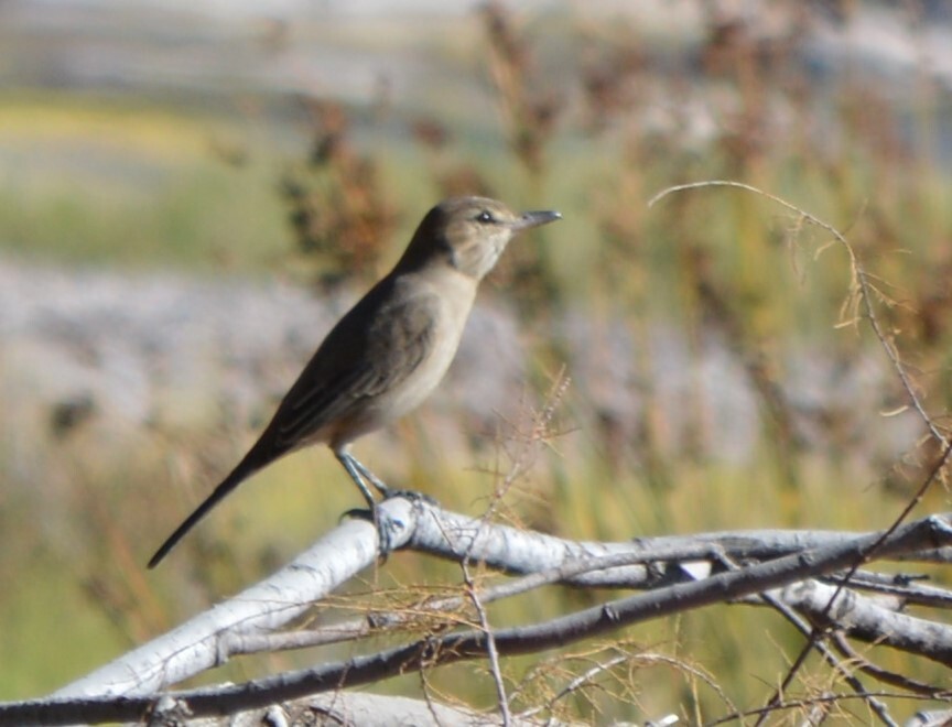 Grey-bellied Shrike-Tyrant (Agriornis micropterus), photo 7