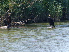 Phalacrocorax carbo