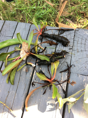 Limonium californicum