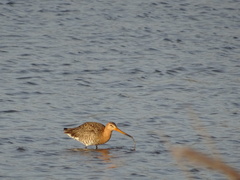 Limosa limosa
