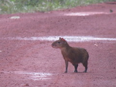 Dasyprocta variegata