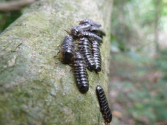 Coleoptera