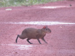 Dasyprocta variegata