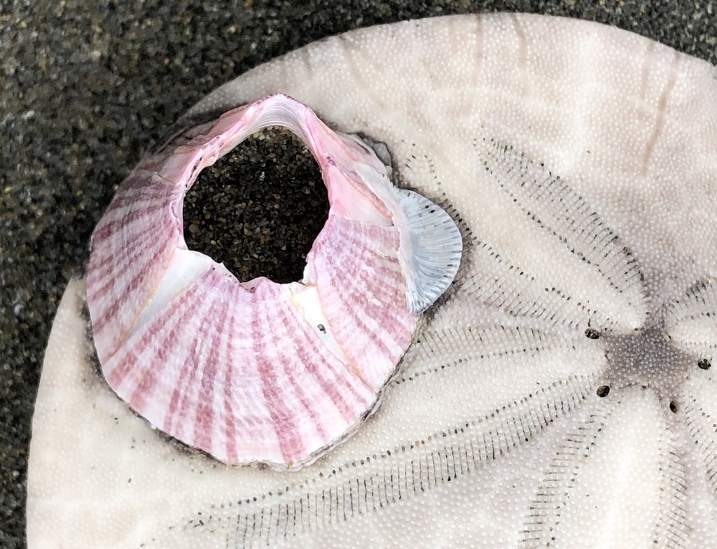 Red-striped Acorn Barnacle