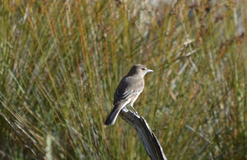 Grey-bellied Shrike-Tyrant (Agriornis micropterus), photo 8