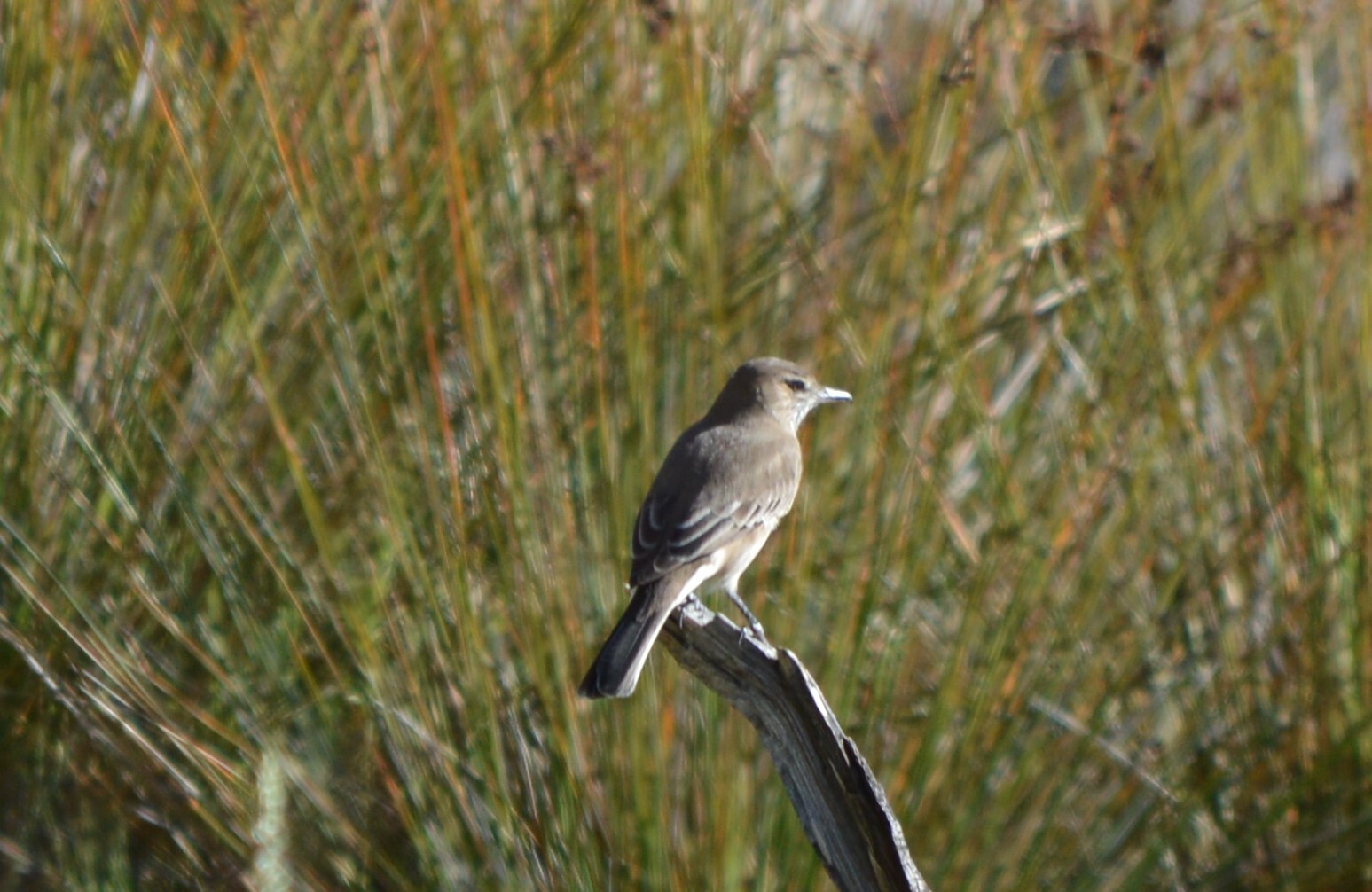 Grey-bellied Shrike-Tyrant (Agriornis micropterus), photo 8