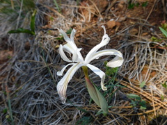 Iris chrysophylla