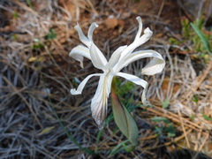 Iris chrysophylla