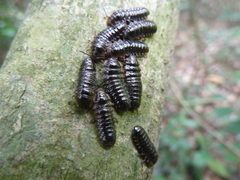 Coleoptera