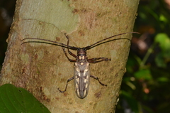 Batocera